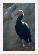 DSC_4134 Ibis * 356 x 534 * (121KB)